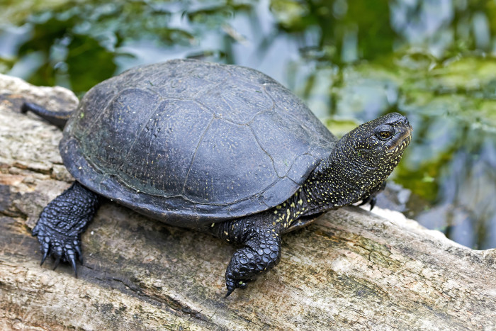 Želva bahenní, foto: Shutterstock