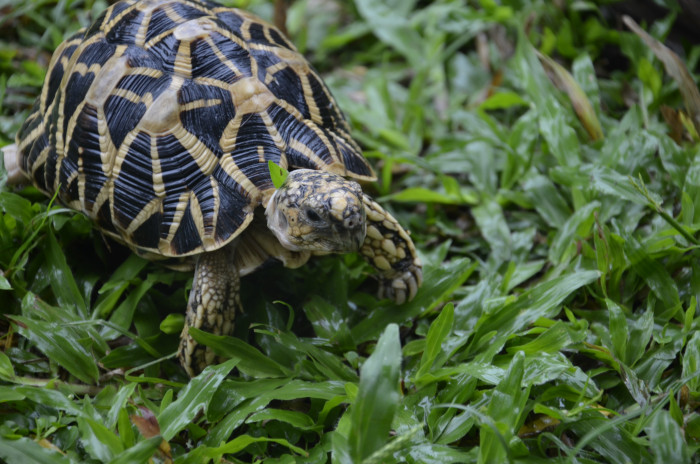 Želva hvězdnatá, foto: Shutterstock