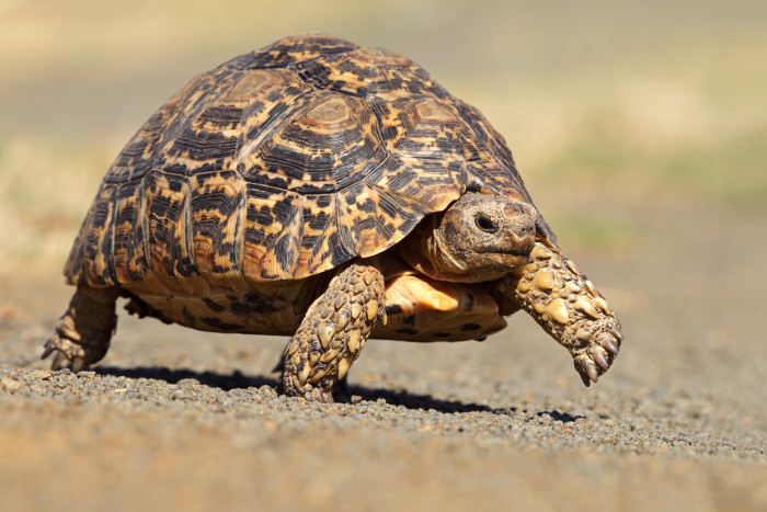 Želva pardálí, foto: Shutterstock