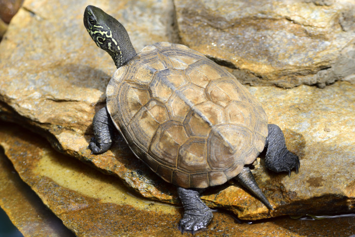 Želva Reevesova, foto: Shutterstock