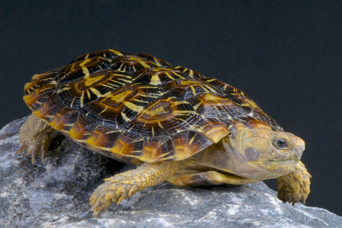 Želva skalní, foto: Shutterstock