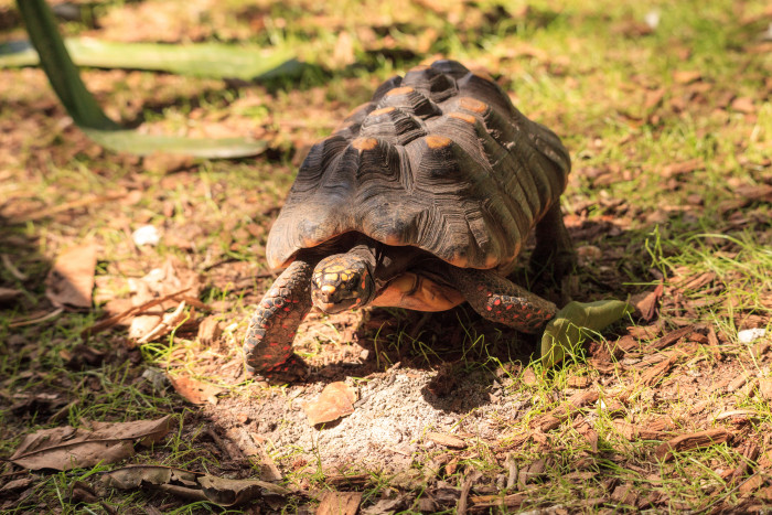 Želva uhlířská, foto: Shutterstock