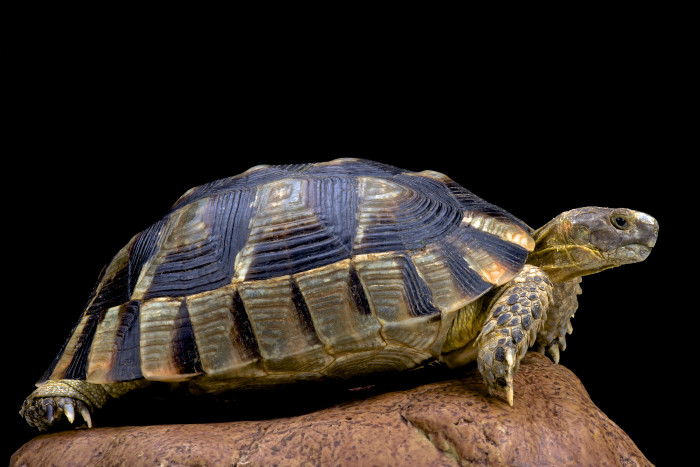Želva vroubená, foto: Shutterstock