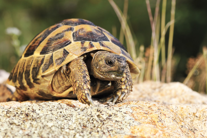 Želva žlutohnědá, foto: Shutterstock