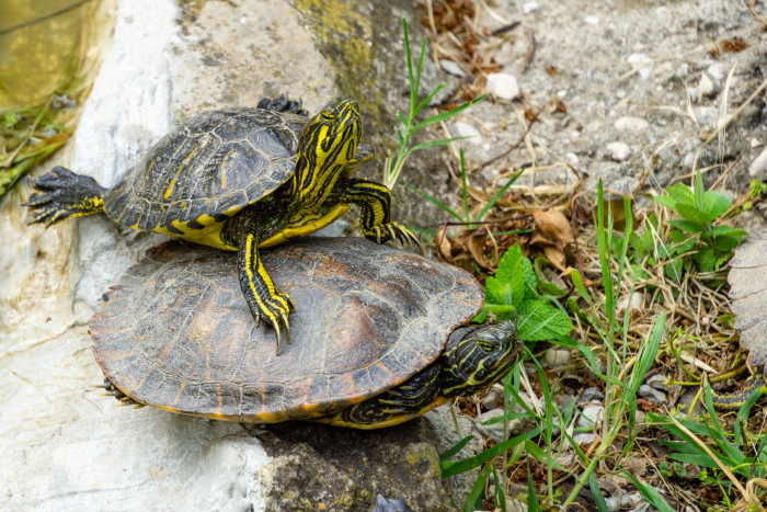 Želva žlutolící, foto: Shutterstock