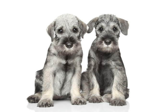 Štěňata středního knírače, foto: Shutterstock
