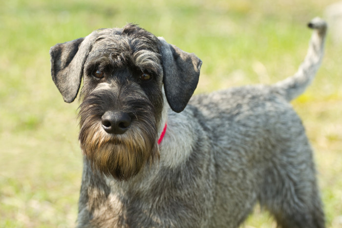 Knírač střední, zbarvení pepř a sůl. Foto: Shutterstock