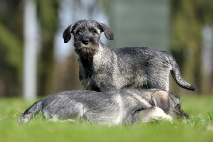 Štěňata středního knírače, foto: Shutterstock