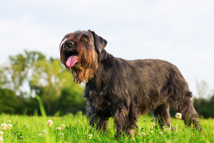 Knírač střední černý, foto: Shutterstock