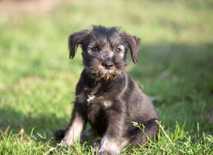 Štěně středního knírače, foto: Shutterstock