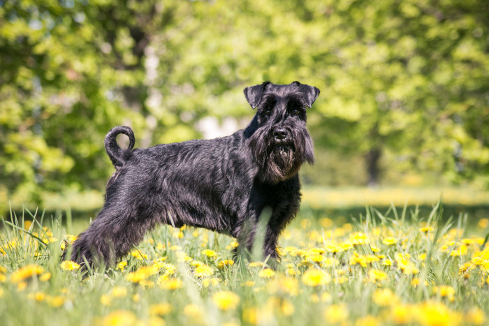 Knírač střední černý, foto: Shutterstock