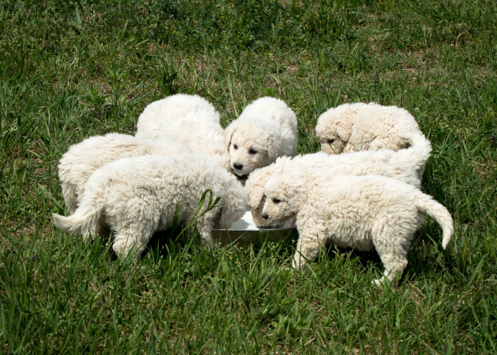 Štěňata kuvaše, foto: Shutterstock