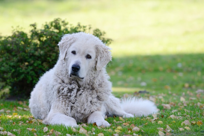 Kuvasz, foto: Shutterstock
