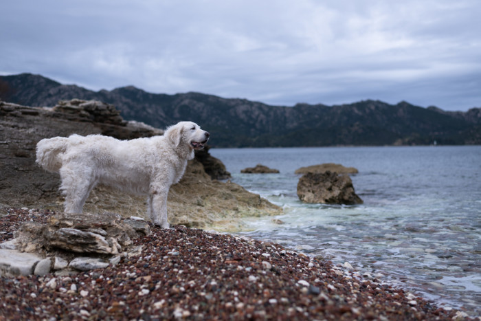 Kuvasz, foto: Shutterstock