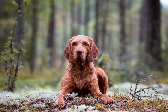 Maďarský ohař drátosrstý, foto: Shutterstock