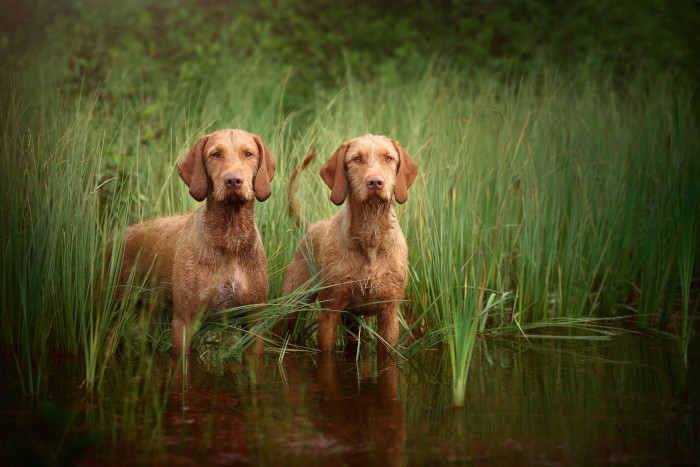 Maďarský ohař drátosrstý, foto: Shutterstock