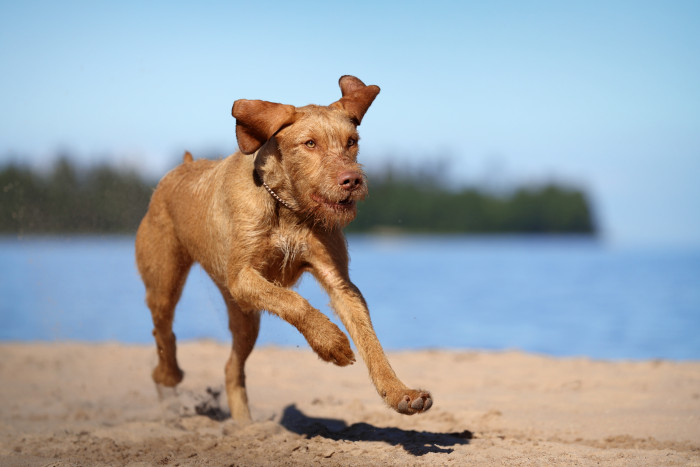 Maďarský ohař drátosrstý, foto: Shutterstock
