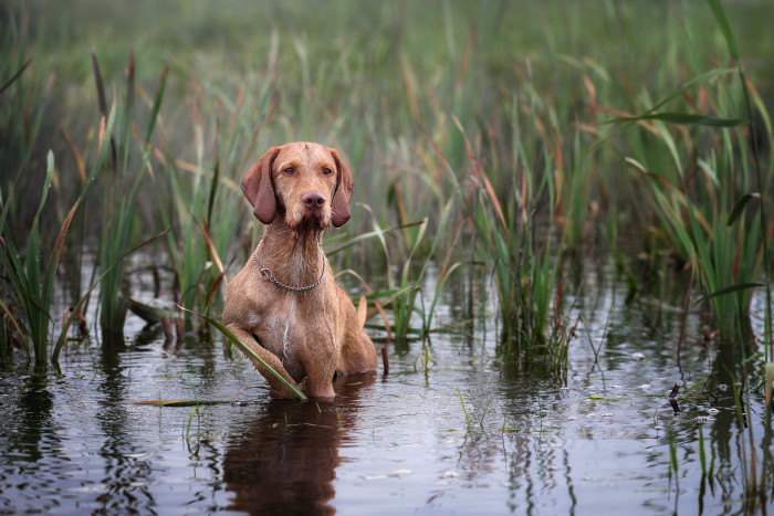 Maďarský ohař drátosrstý, foto: Shutterstock