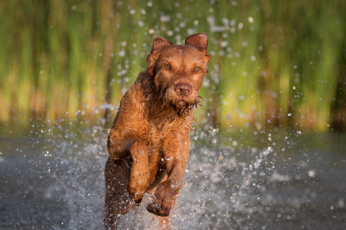 Maďarský ohař drátosrstý, foto: Shutterstock
