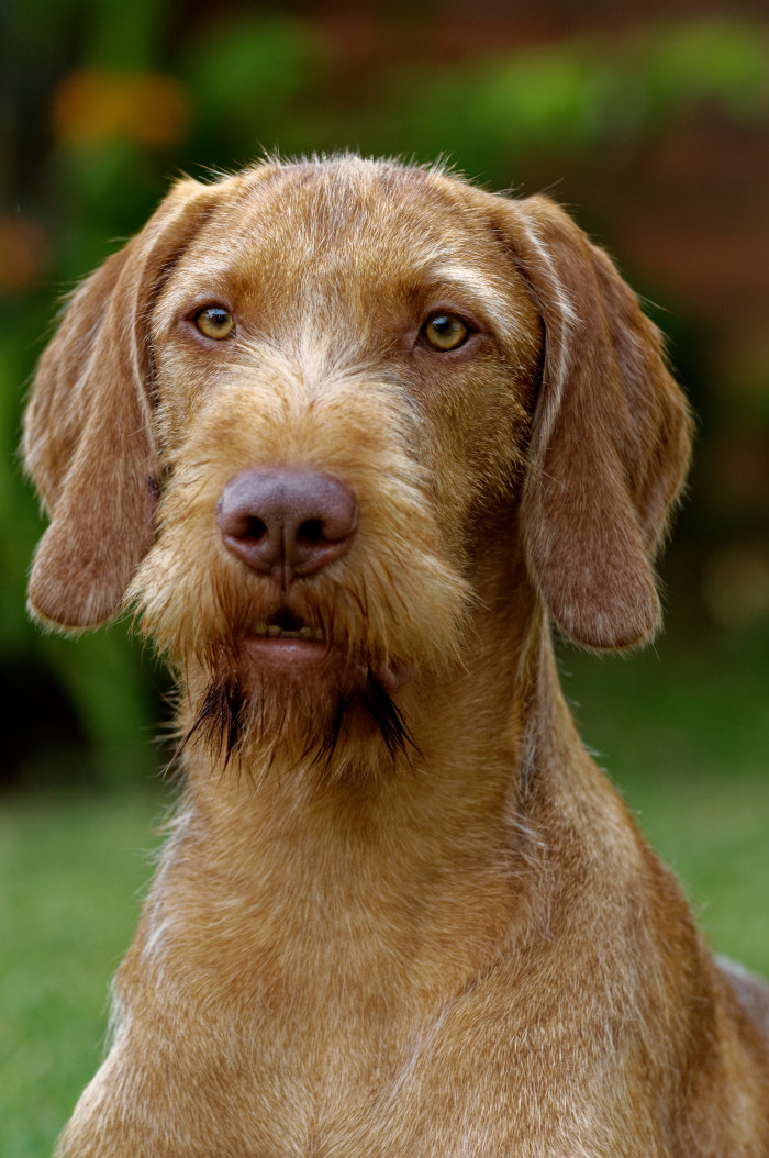 Maďarský ohař drátosrstý, foto: Shutterstock