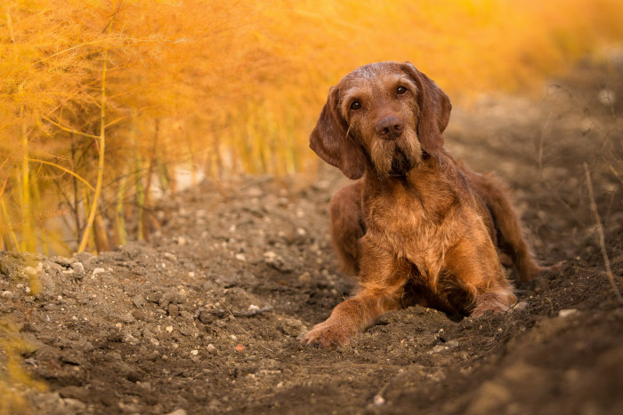 Maďarský ohař drátosrstý, foto: Shutterstock
