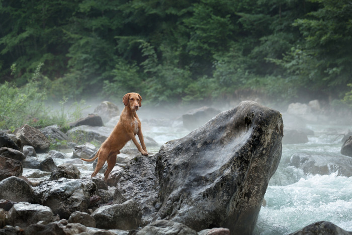Maďarský ohař drátosrstý, foto: Shutterstock