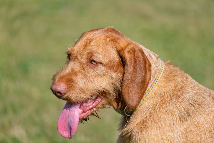 Maďarský ohař drátosrstý, foto: Shutterstock