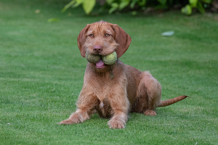 Maďarský ohař drátosrstý, foto: Shutterstock