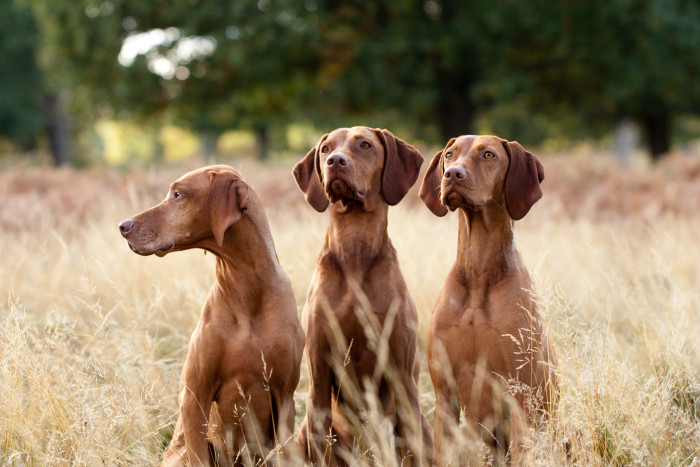 Maďarský ohař krátkosrstý, foto: Shutterstock