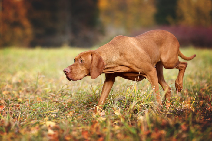 Maďarský ohař krátkosrstý, foto: Shutterstock
