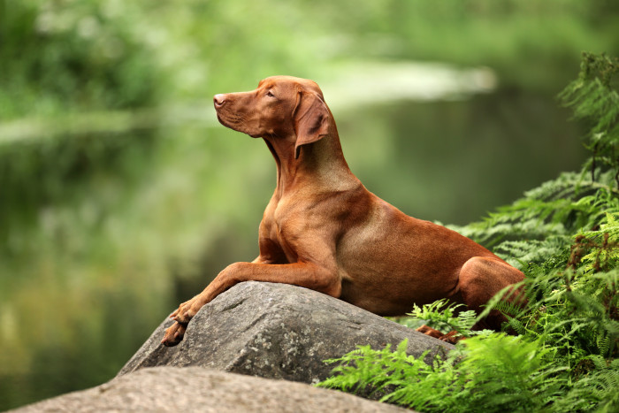Maďarský ohař krátkosrstý, foto: Shutterstock