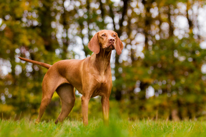 Maďarský ohař krátkosrstý, foto: Shutterstock