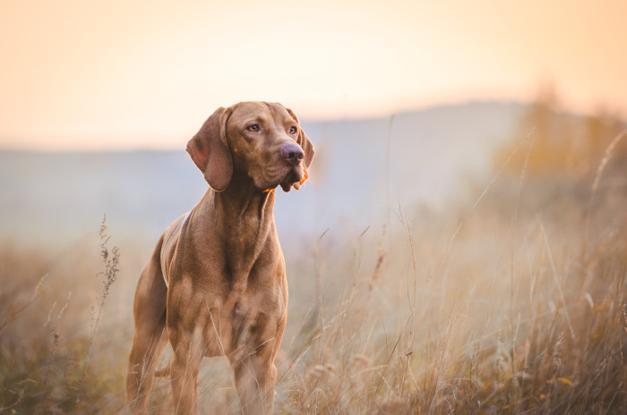 Maďarský ohař krátkosrstý, foto: Shutterstock