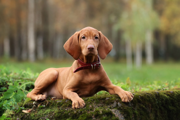 Maďarský ohař krátkosrstý - štěně, foto: Shutterstock