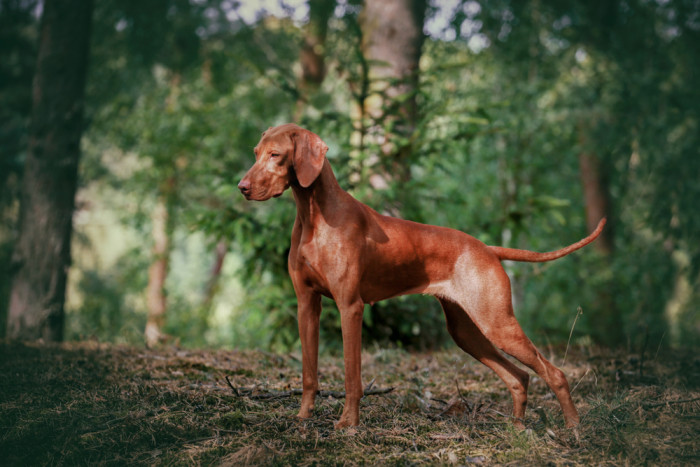 Maďarský ohař krátkosrstý, foto: Shutterstock
