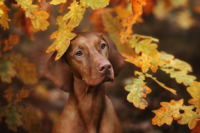 Maďarský ohař krátkosrstý, foto: Shutterstock