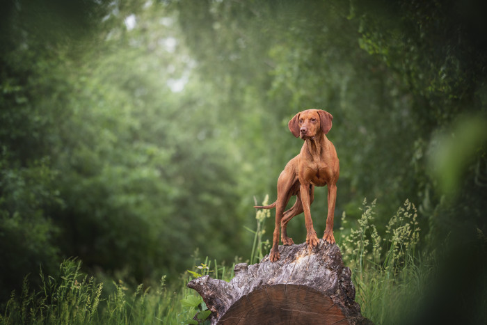 Maďarský ohař krátkosrstý, foto: Shutterstock