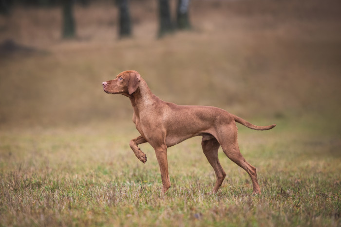 Maďarský ohař krátkosrstý, foto: Shutterstock