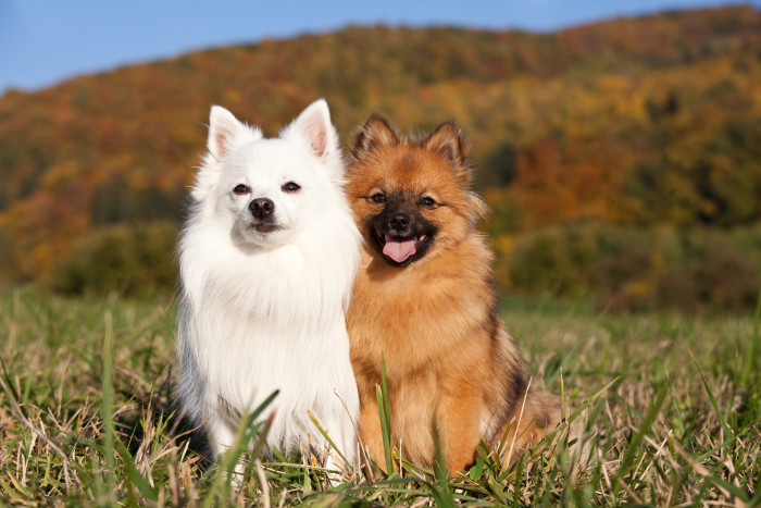 Německý špic malý, foto: Shutterstock