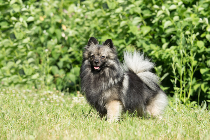 Německý špic malý, foto: Shutterstock