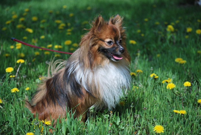 Německý špic malý, foto: Shutterstock