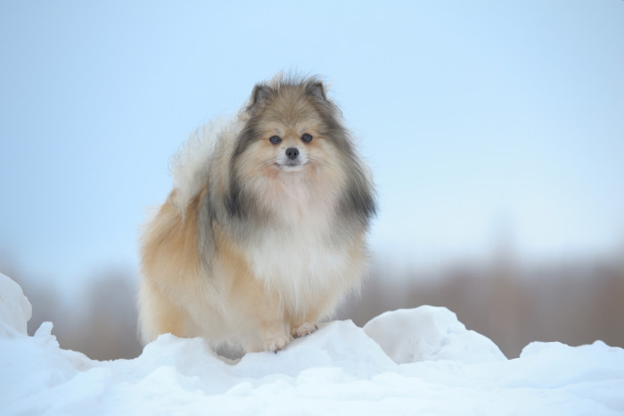 Německý špic malý, foto: Shutterstock