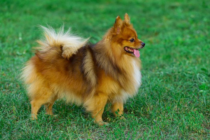 Německý špic malý, foto: Shutterstock