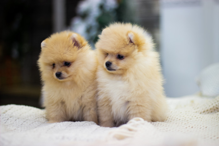 Německý špic malý - štěňata, foto: Shutterstock