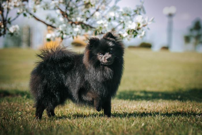 Německý špic malý, foto: Shutterstock