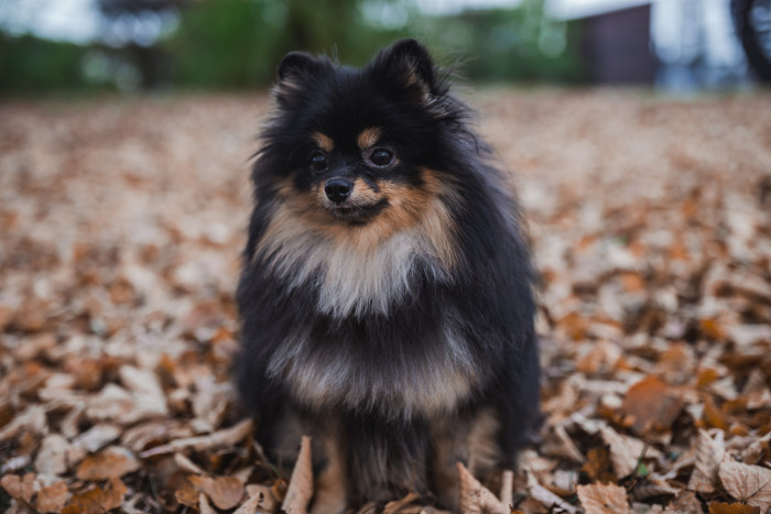 Německý špic malý, foto: Shutterstock