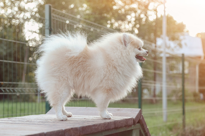 Německý špic malý, foto: Shutterstock