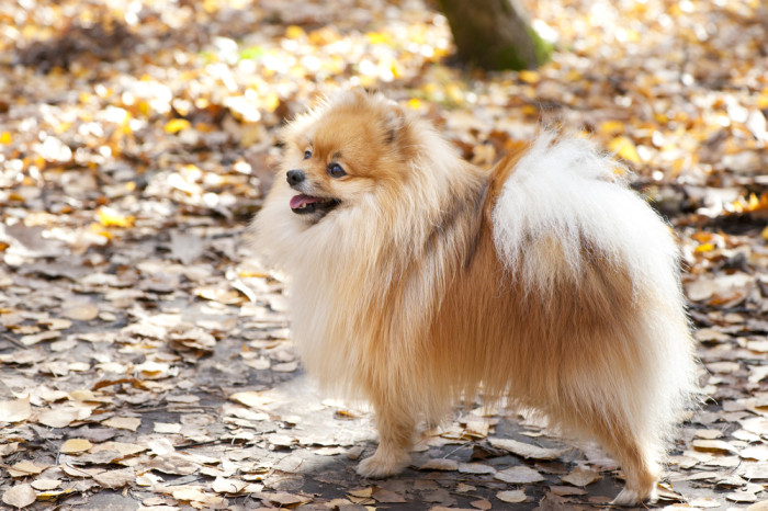 Německý špic trpasličí, foto: Shutterstock