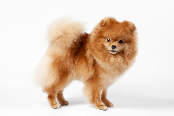 Německý špic trpasličí, foto: Shutterstock