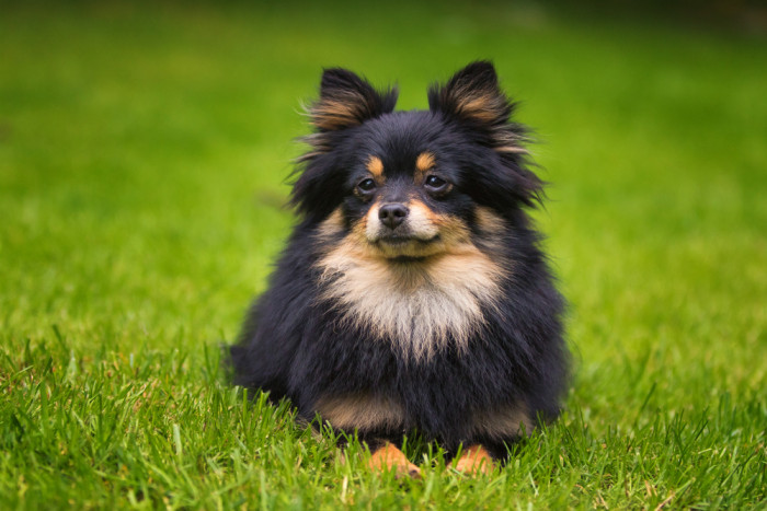 Německý špic trpasličí, foto: Shutterstock